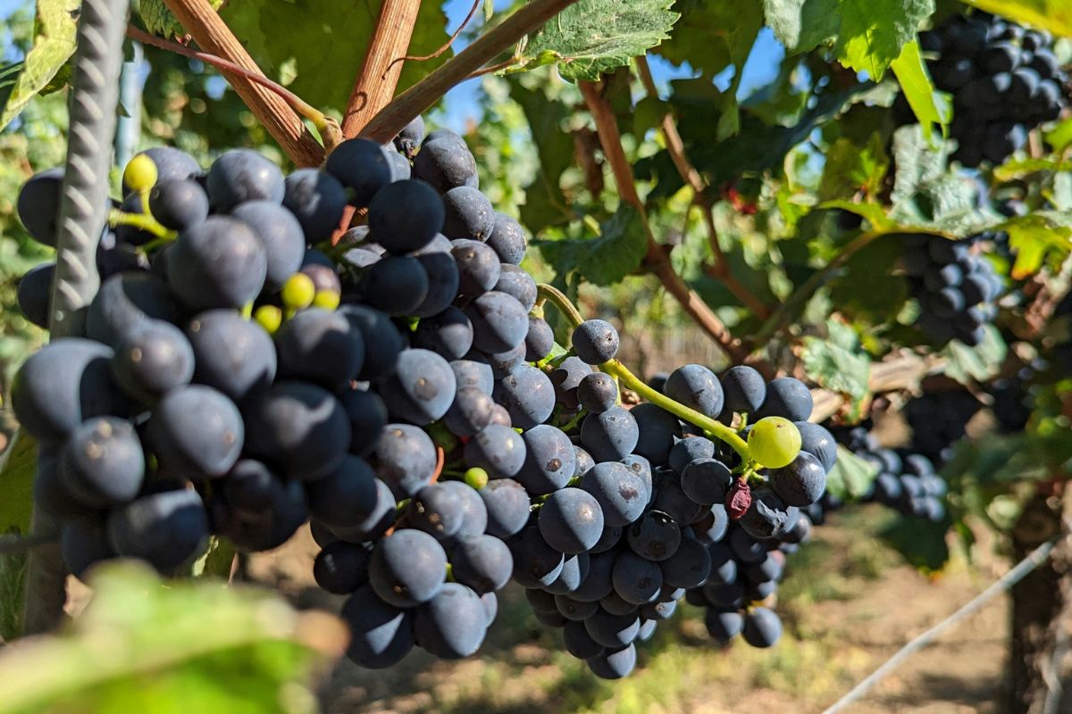 How Pinot Noir Differs Across New Zealand 4